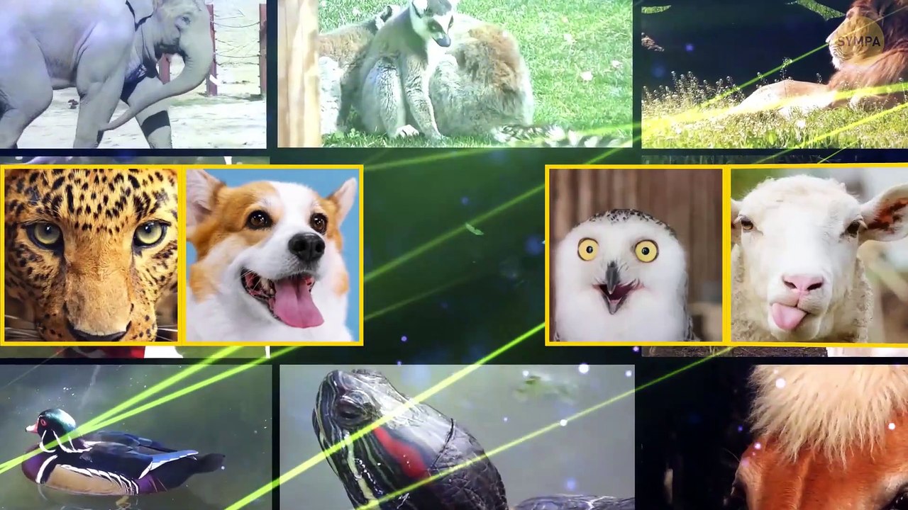 Espèces éteintes et autres faits étonnants sur les animaux