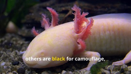 Fun Axolotl Facts, The Magical Salamander That Never Grows Up!
