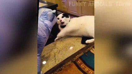 "Laughing with the Animals: Too Funny to Miss!"