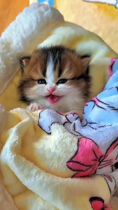 😻Cute little kittens 😍 #shorts #kitten #cute  #cat
