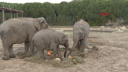 Türkiye'de doğan ilk fil 'İzmir' 14 yaşında