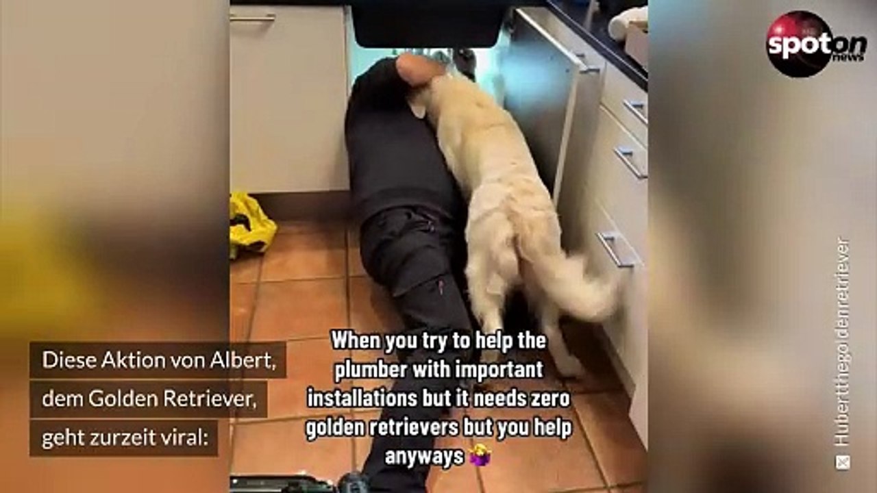 Golden Retriever 'hilft' beim Klempnern - und geht viral