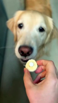 Chien VS medicament... trop malin le toutou