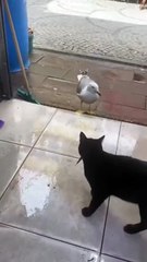 Ce chat se fait braquer par une mouette en plein jour