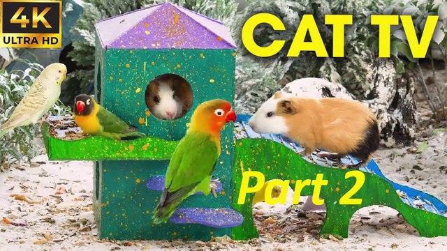 Video For Cats To Watch Birds and Squirrels - A Relaxing Video Your Cat Will Love - CatTV Central