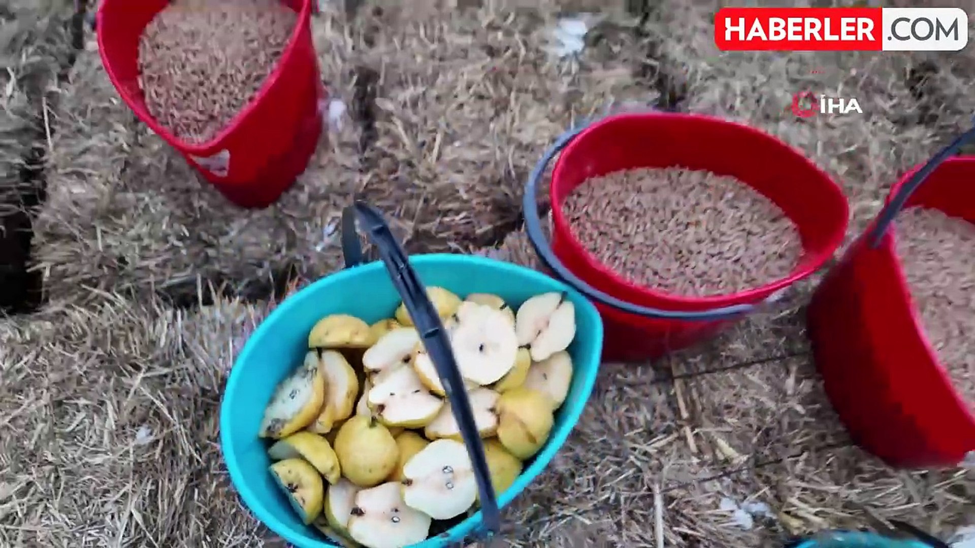 Düzce'de Yaban Hayatı Destekleme Çalışmaları