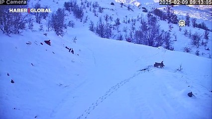 Yerleşim yerinin yakınına inen kurtlar kamerada