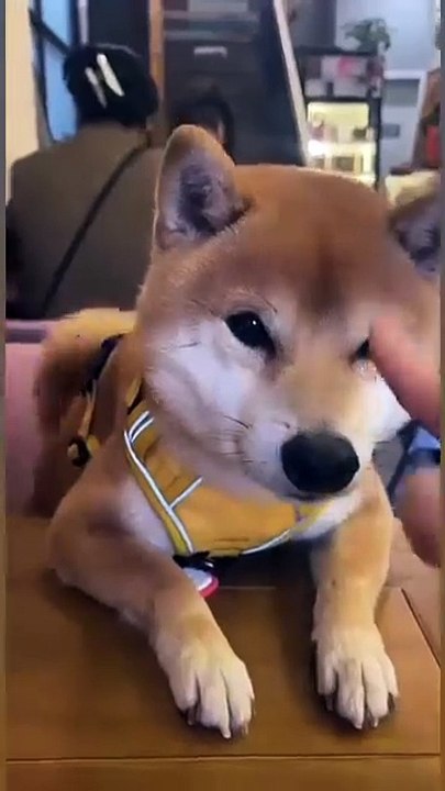 Meow & Woof Universe : lovely