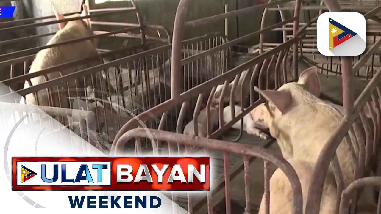 ASF-affected barangays, bumaba sa 130; presyo ng baboy, nananatiling mataas
