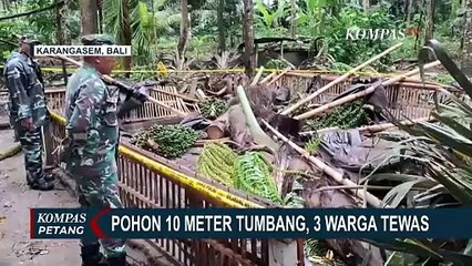 Pohon Tumbang di Karangasem Bali, 3 Orang Tewas dan 6 Luka-Luka