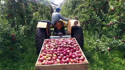 Confira a íntegra do programa SC Agricultura deste domingo (09)!