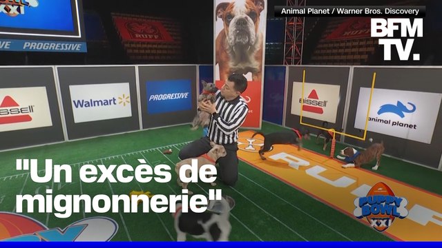 Qu'est-ce que le Puppy Bowl , l'évènement qui vole la vedette au Super Bowl aux États-Unis