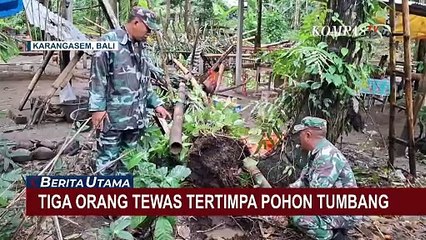 Pohon Setinggi 10 Meter Tumbang, 3 Warga Tewas dan 6 Lainnya Luka-Luka