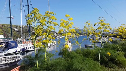 Gümüşlük-02.04.2017