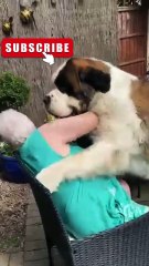 🐾 Hilarious Animals Being Their Adorable, Chaotic Selves! 😂 #funnyvideo #funnyanimals