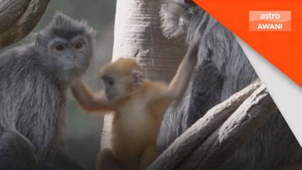 Langur perak tarikan terbaharu di Zoo Bronx