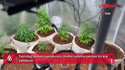 Tekirdağ'da ekipler baskın düzenledi! Evi seraya çevirmiş