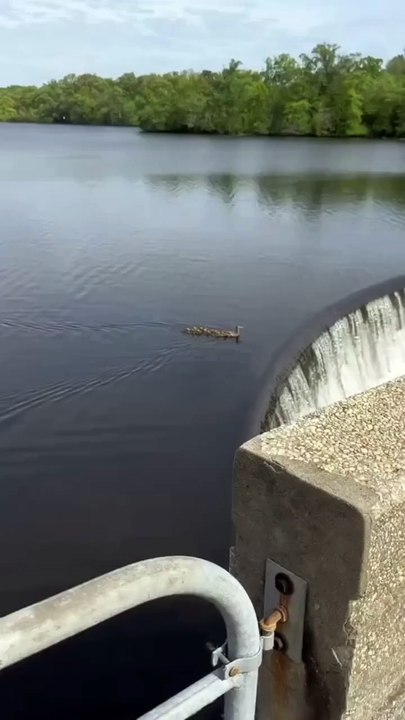 Birimiz hepimiz, hepimiz birimiz için hayat felsefesini benimsemiş ördek ailesi