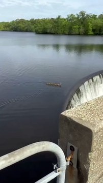 Birimiz hepimiz, hepimiz birimiz için hayat felsefesini benimsemiş ördek ailesi