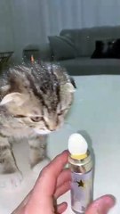 Bu ışıltılı hayatı kendisi seçen ufaklık ve bu hayata dahil olmak zorunda kalan kedi 😅