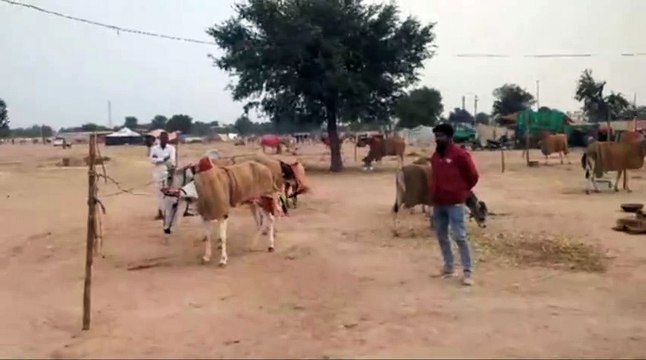 रामदेव पशु मेले में अब तक तीन करोड़ 64 हजार 900 के पशु बिके