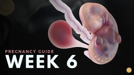 What to Expect at Week 6 | Week by Week Pregnancy Guide