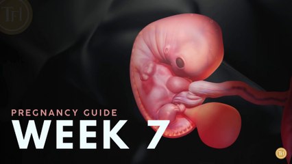 What to Expect at Week 7 | Week by Week Pregnancy Guide