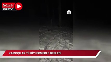 Ormanda kamp yapan gençler, yanlarına gelen tilkiyi besledi