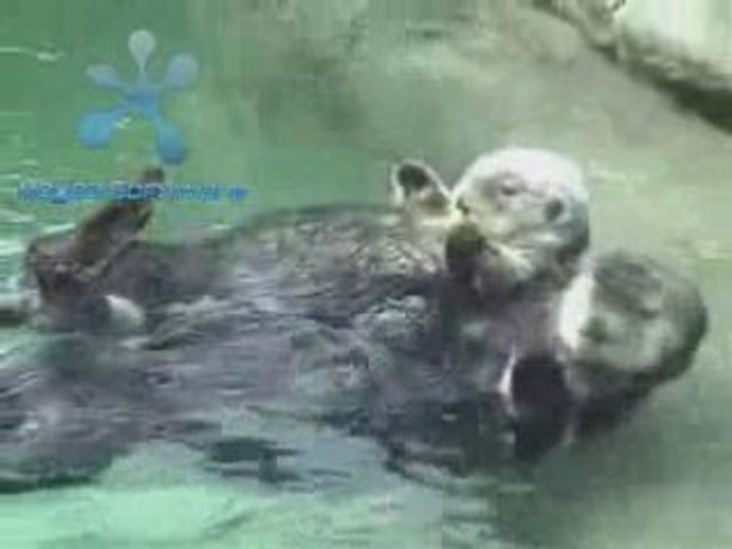 Otters - Holding Court II