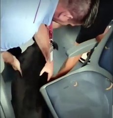 Doguinho piloto! Cachorro diverte web ao invadir ônibus e 'roubar' volante do motorista