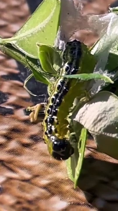 Ist die Reise einer Schnecke auf Sackleinen 🌱 ein langsames Abenteuer? 🐌
