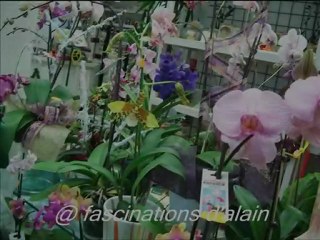 Fascinations d'Alain 10 bestseller des orchidées.wmv