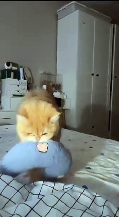 Hund bringt Fernbedienung! 20250209