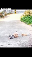 You said we had coke fried chicken wings today, right?