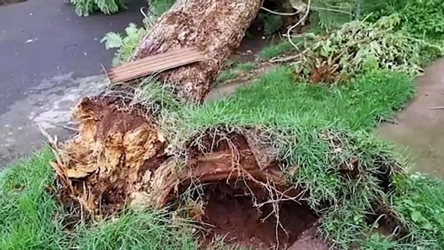 Temporal: Árvore cai em cima de veículos e derruba cabos da rede elétrica na Região Norte de Cascavel