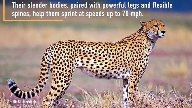 Why Cheetahs Are So Fast?