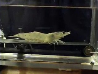 Scientists Put Shrimp On A Treadmill