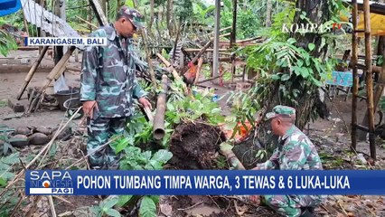 Pohon Setinggi 10 Meter Tumbang di Karangasem, 3 Warga Tewas dan 6 Lainnya Luka-Luka