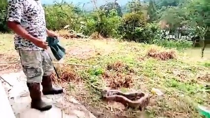 CULEBRON BOA DE PANAMA VIDEO CEDIDO POR LA FUNDACION BIODIVERSIDAD TROPICAL DE PANAMA