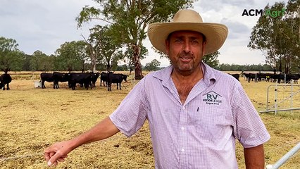Riddellvue Angus disperses 98 per cent of autumn calving herd to top $4750