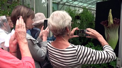 Crowds gather in Canberra to get a whiff of the Corpse flower
