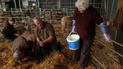The Yorkshire Vet At Home With The Greens S01E01
