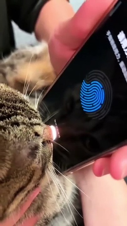 Very amazing funny cat