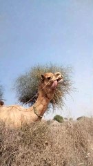 Beautiful sound of a desert camel 🐪. #Shorts