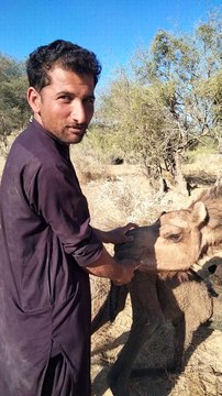 Owner feeding milk Camel baby.