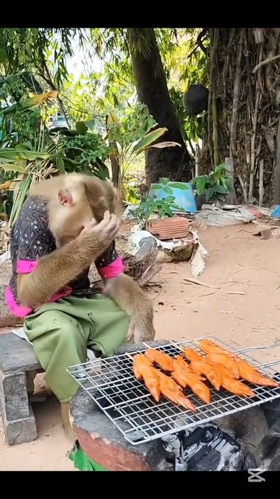 Cute monkey doing BBQ