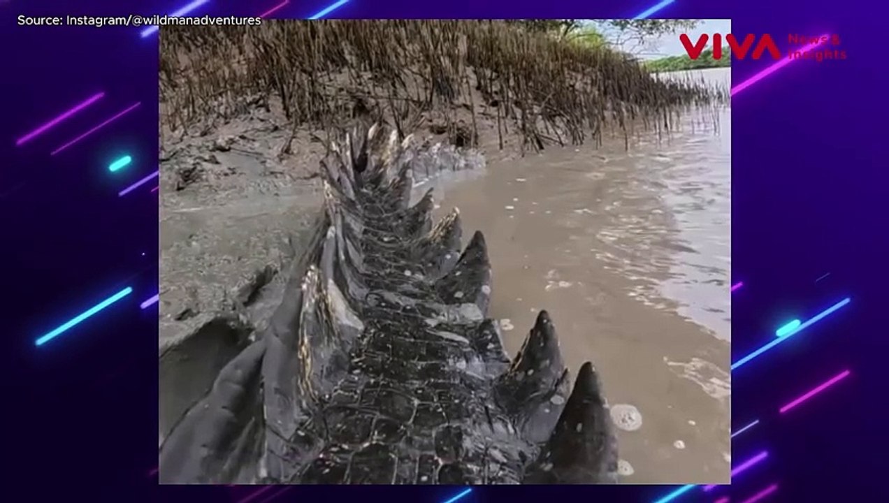 MERINDING! Sosok Buaya Besar Mirip 'Godzilla'