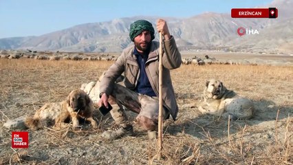 Erzincan'da sürünün güvenliği çoban köpeklerinde