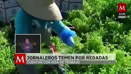 Jornaleros temen deportaciones masivas pese a contar con visas de trabajo