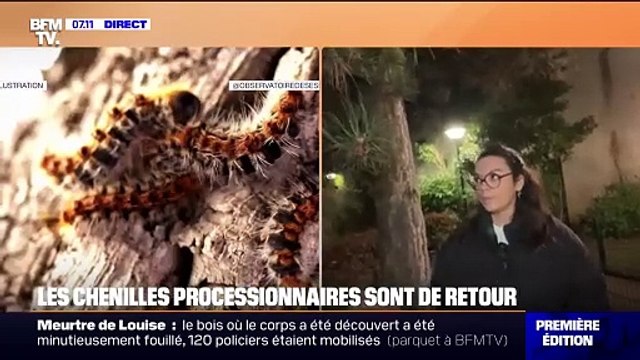 Retour des chenilles processionnaires: attention à vos animaux de compagnie